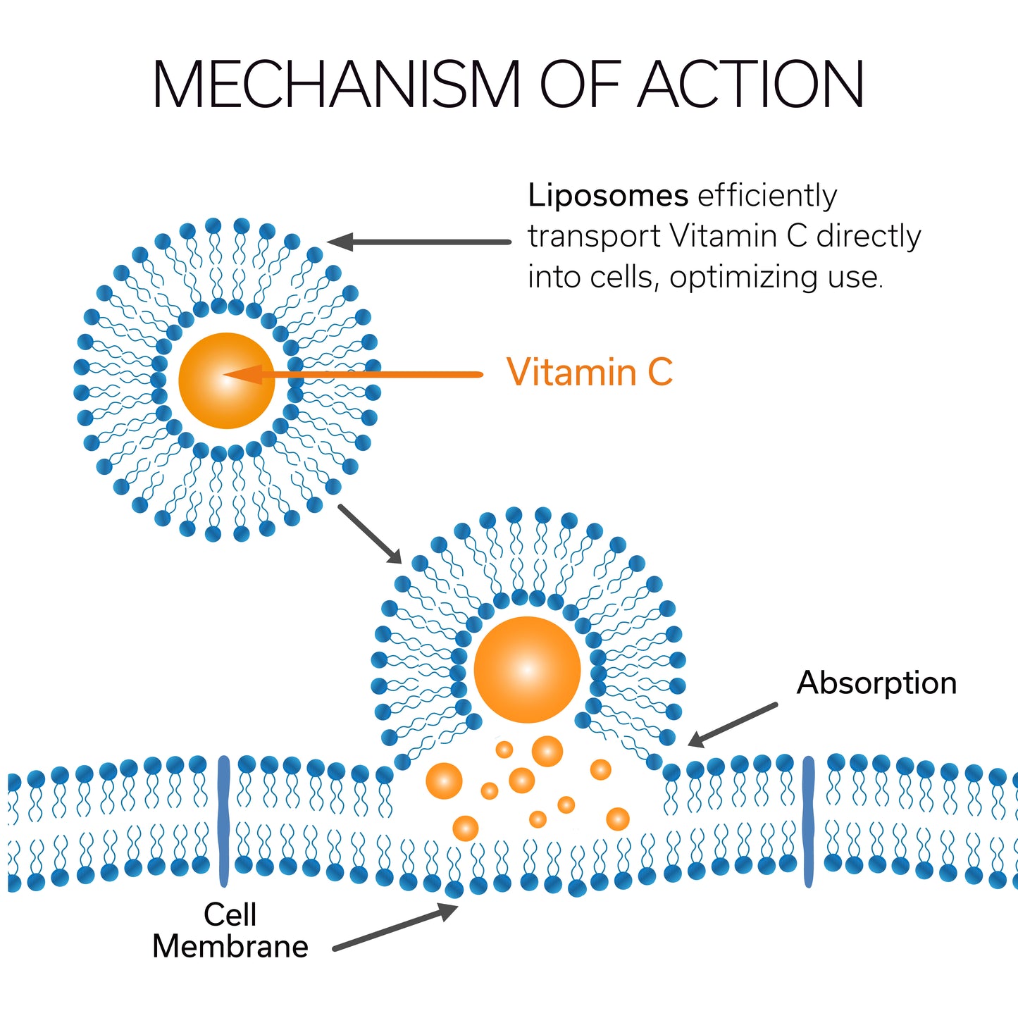 Vitamin C Liposomal Delivery