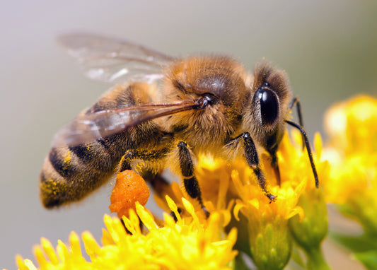 The Wondrous World of Bees
